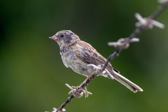 Junco hyemalis thurberi
