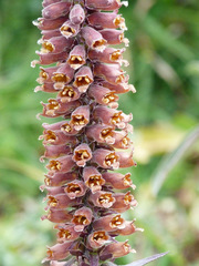 Digitalis parviflora