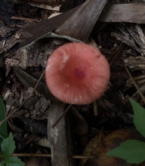 Russula
