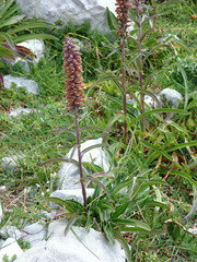 Digitalis parviflora