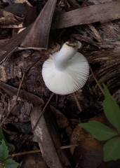 Russula