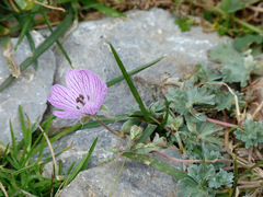 Geranium subargenteum