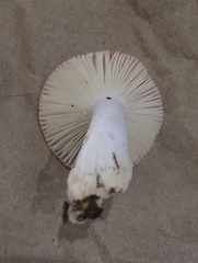Russula