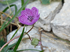 Geranium subargenteum