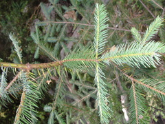 Abies durangensis