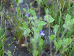 Trichostema oblongum