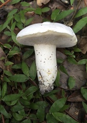 Boletus albisulphureus