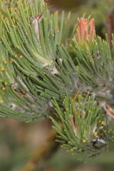Adenanthos cygnorum