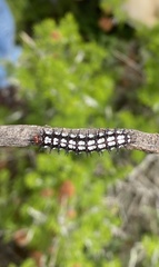Chlosyne definita