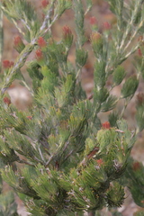 Adenanthos cygnorum