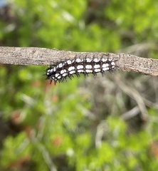 Chlosyne definita
