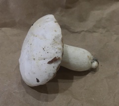 Boletus albisulphureus