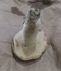 Boletus albisulphureus