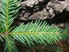 Abies durangensis