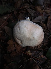 Tylopilus griseolivaceus