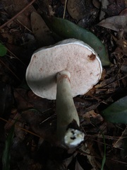 Tylopilus griseolivaceus