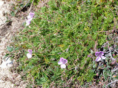 Erodium glandulosum