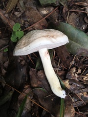 Tylopilus griseolivaceus