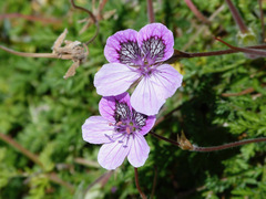 Erodium glandulosum