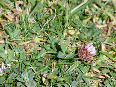 Trifolium thalii