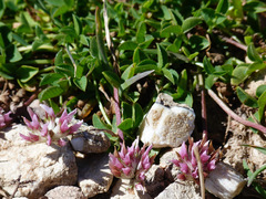 Trifolium thalii