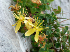 Hypericum nummularium