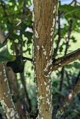 Eriococcus lagerstroemiae