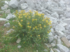 Senecio pyrenaicus