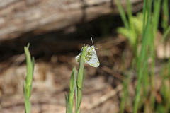 Euchloe olympia
