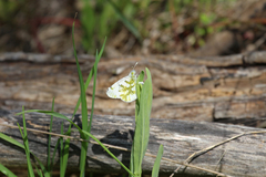 Euchloe olympia