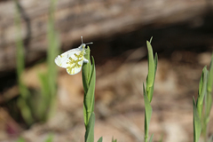 Euchloe olympia