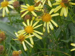 Senecio pyrenaicus