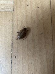 Amphimallon solstitiale