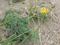 Jacobaea adonidifolia