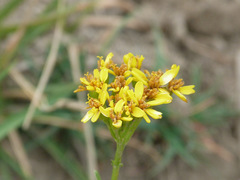 Jacobaea adonidifolia