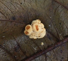 Moelleriella epiphylla