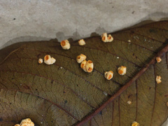 Moelleriella epiphylla