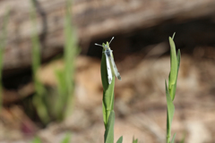 Euchloe olympia