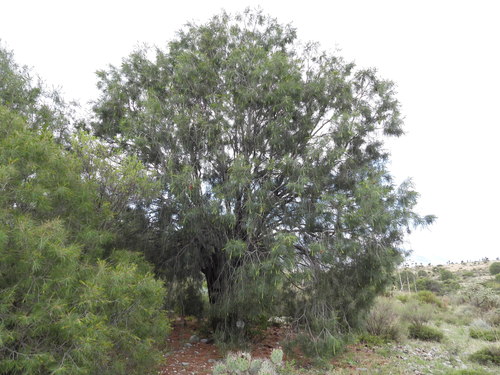Pince's pinyon pine (Pinus pinceana)
