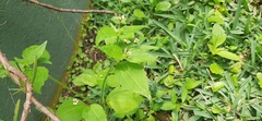 Galinsoga