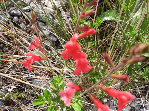 Image of Salvia greggii by (c) Leticia Jiménez Hernández, some rights reserved (CC BY-SA)