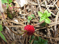 Fragaria mexicana