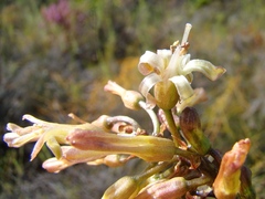 Drimia elata