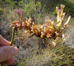 Drimia elata