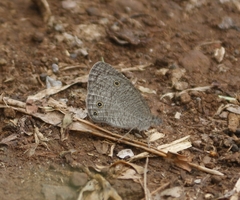Ypthima asterope mahratta