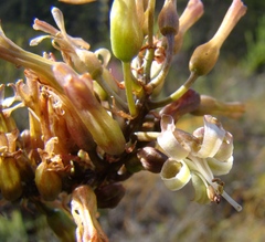 Drimia elata