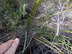 Drimia elata