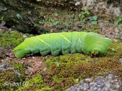 Arsenurinae