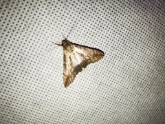 Melipotis acontioides