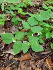Hylodesmum pauciflorum